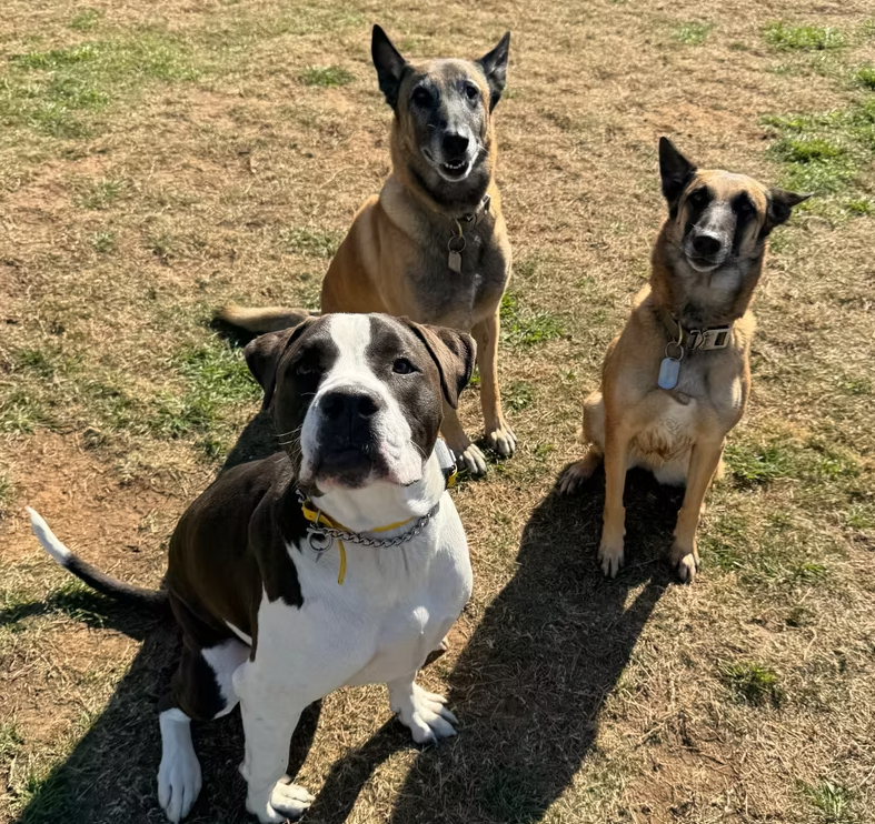 A bully breed and two Belgian Malinois sitting calmly together on grass during the Aggression Rehabilitation Program